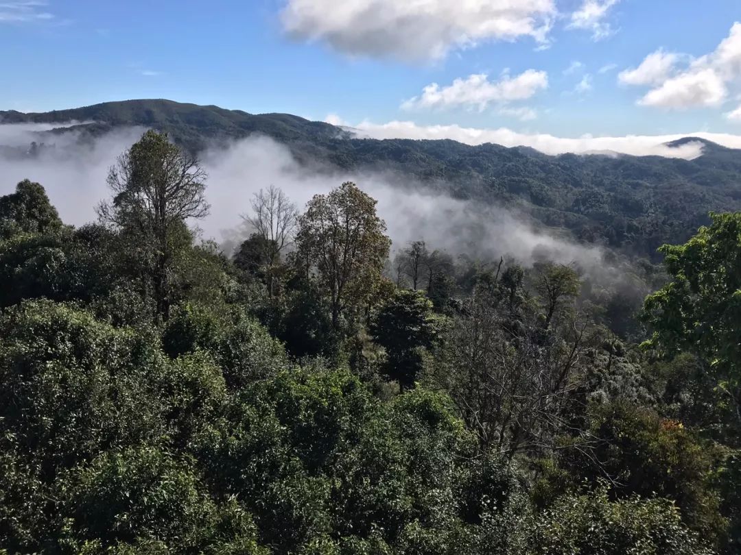 2023年賀開古樹春茶特點(diǎn)是什么？