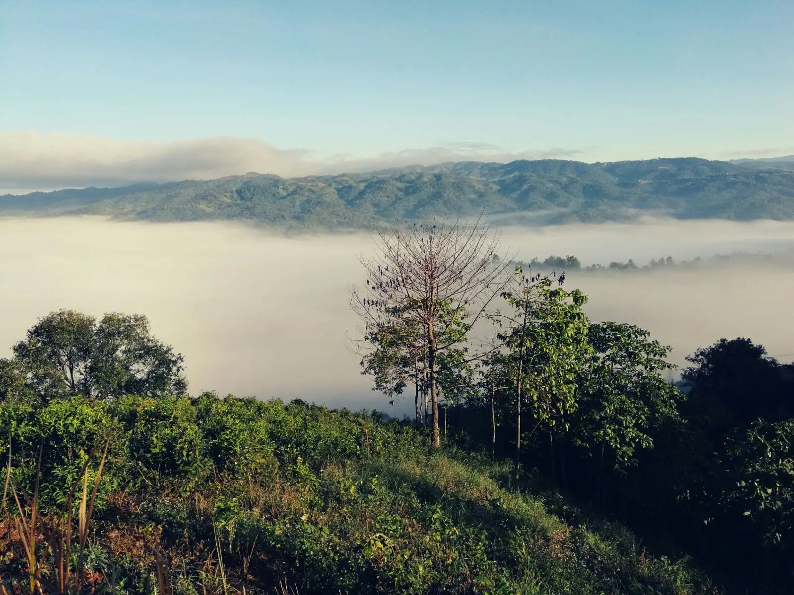 2023年賀開(kāi)古樹(shù)春茶價(jià)格是多少？