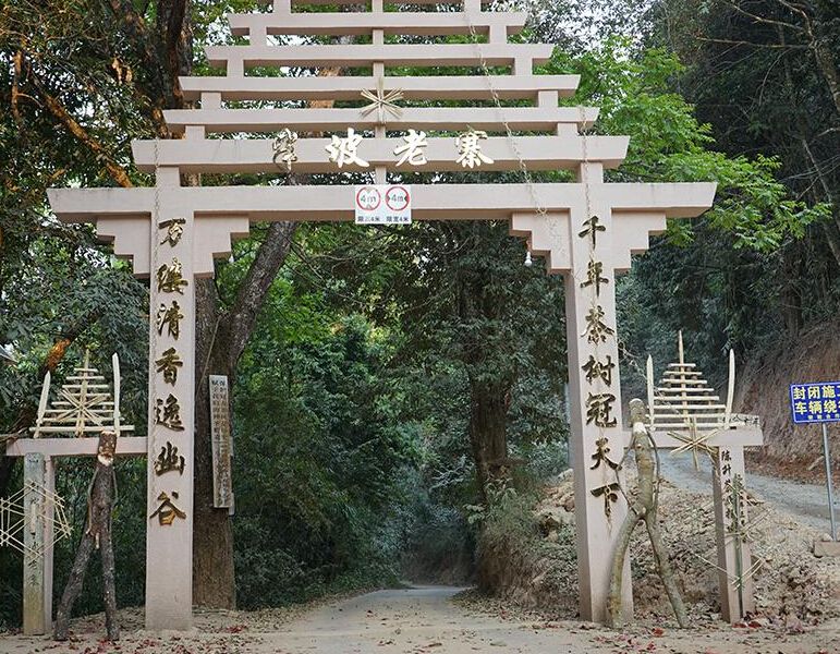 2023年半坡老寨古樹春茶品質？