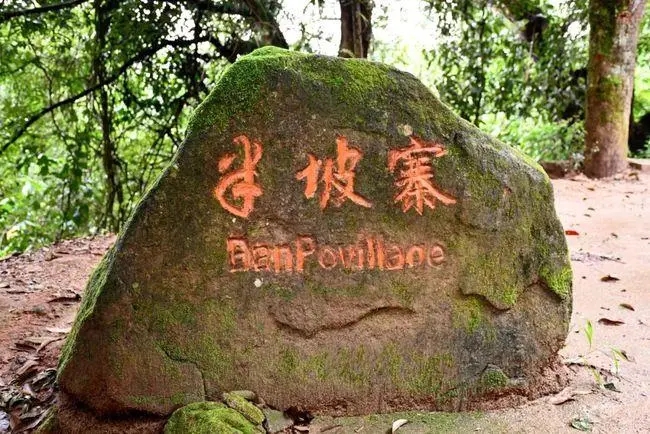 2023年半坡老寨古樹春茶價格是多少？