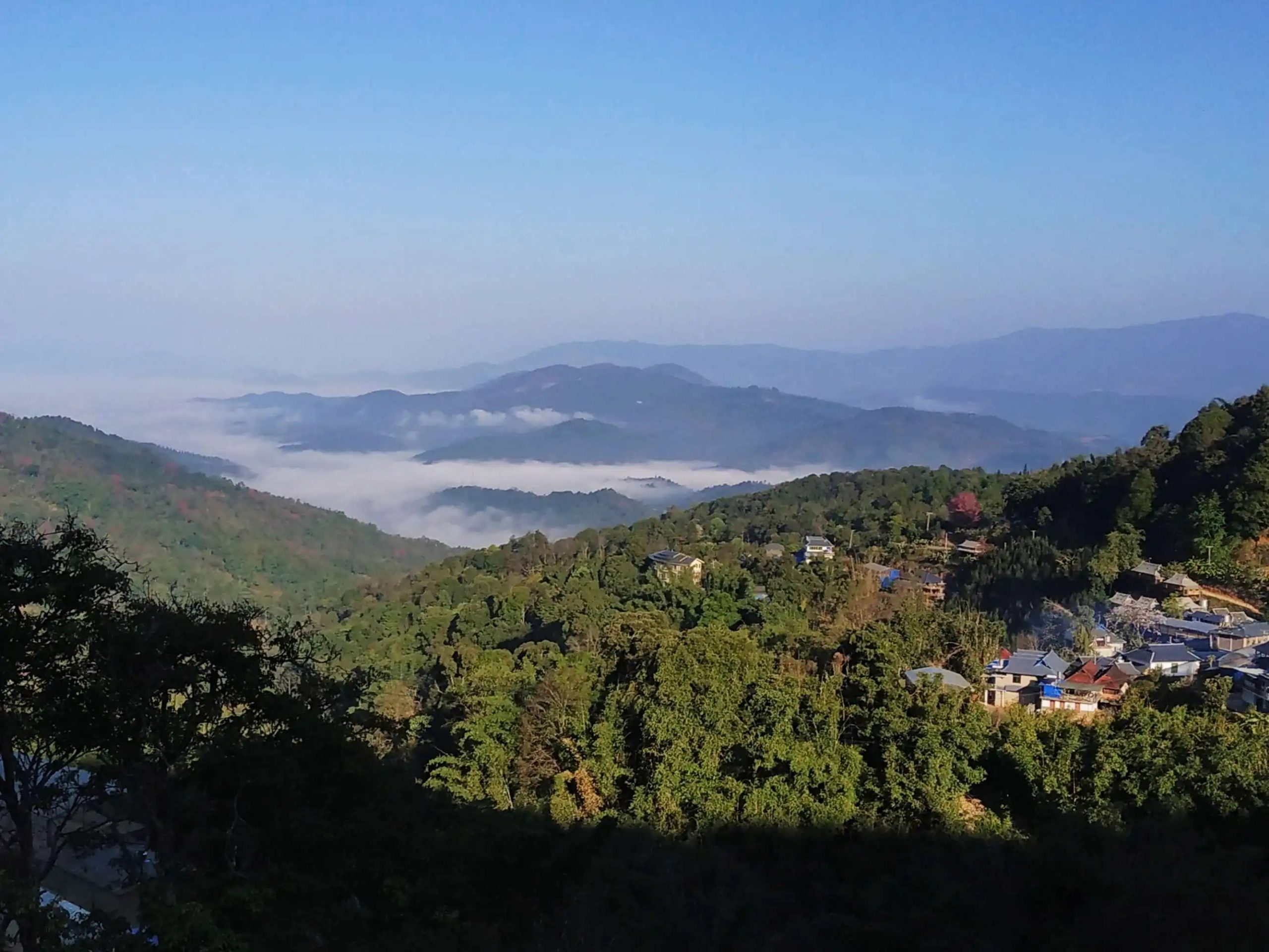 2023年南糯山古樹春茶口感如何？