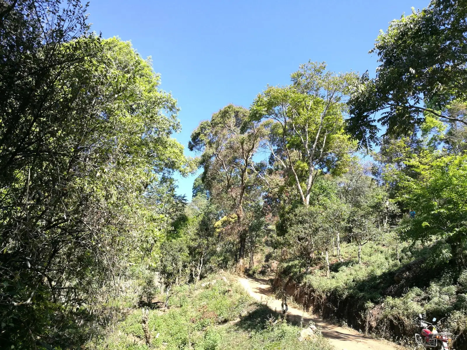 2023年保塘老寨古樹春茶口感是什么？