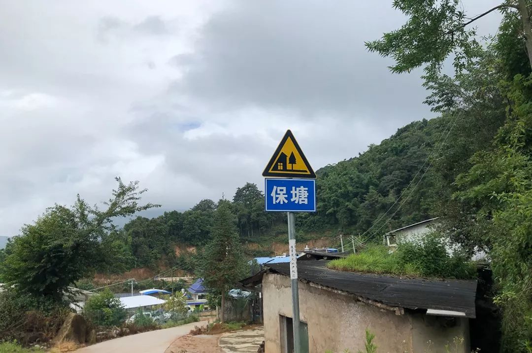 2023年保塘老寨古樹春茶特點是什么？