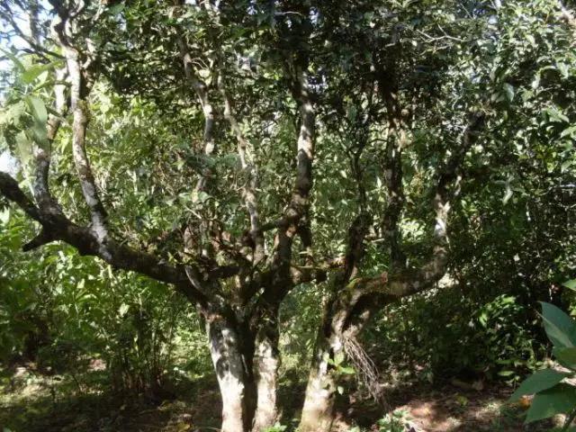 2023年保塘老寨古樹春茶多少錢一公斤？