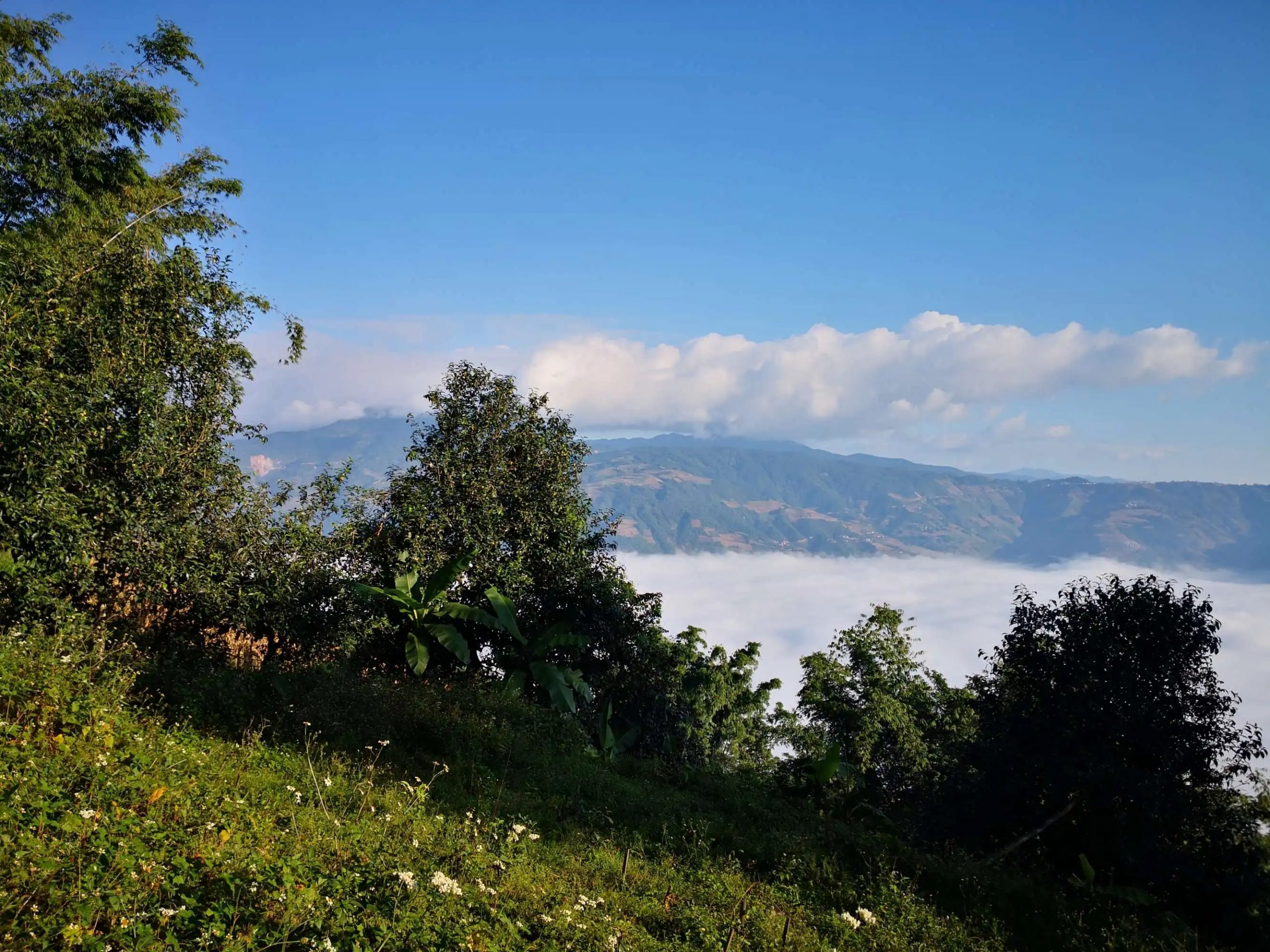 2023年邦崴古樹 春茶品質(zhì)如何？