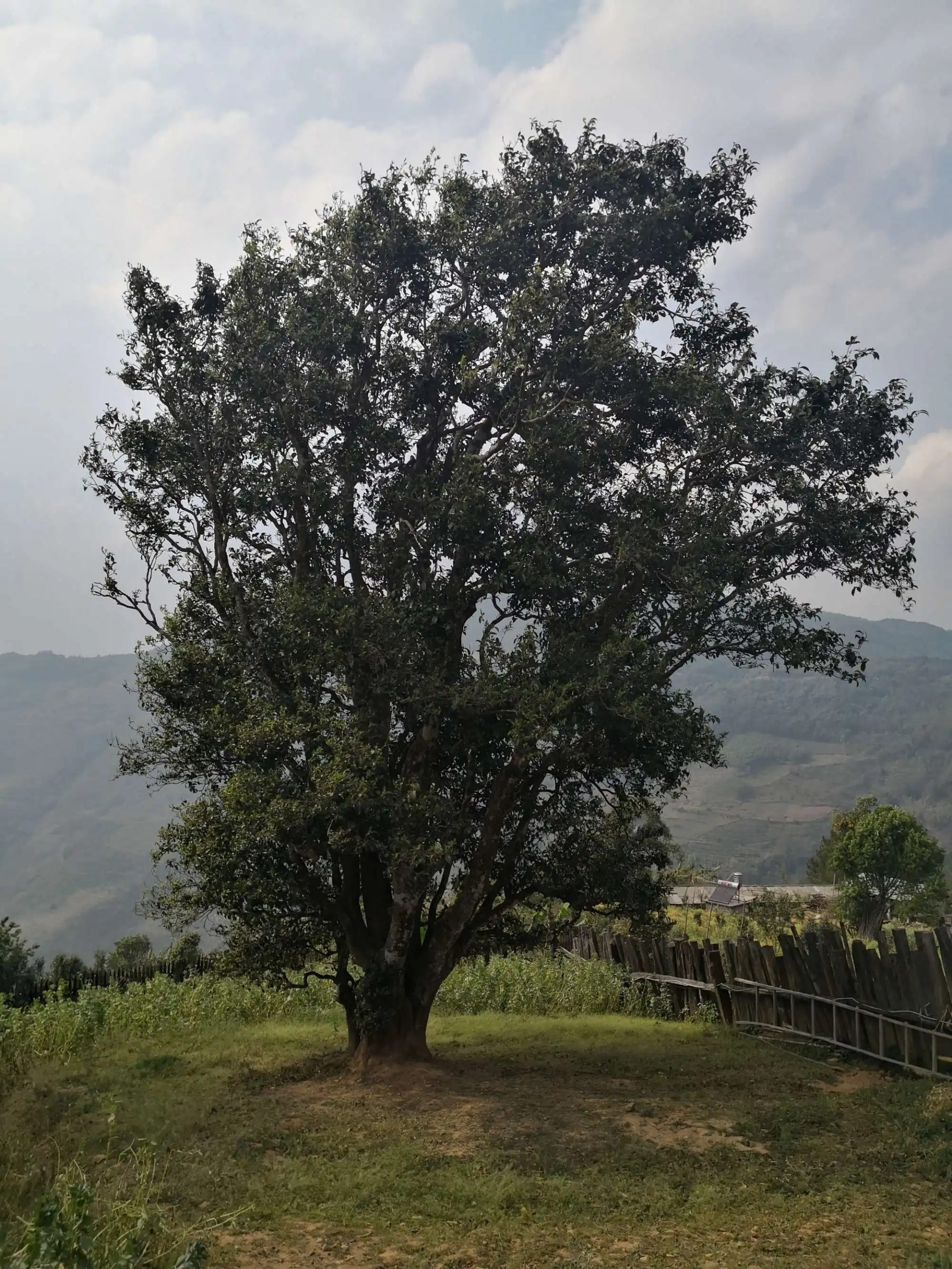 2023年邦崴古樹春茶口感怎么樣？