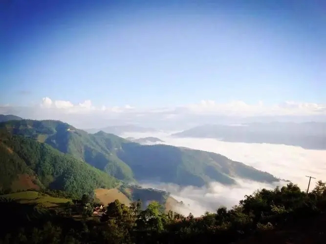 2023邦崴古樹春茶特點(diǎn)是什么？