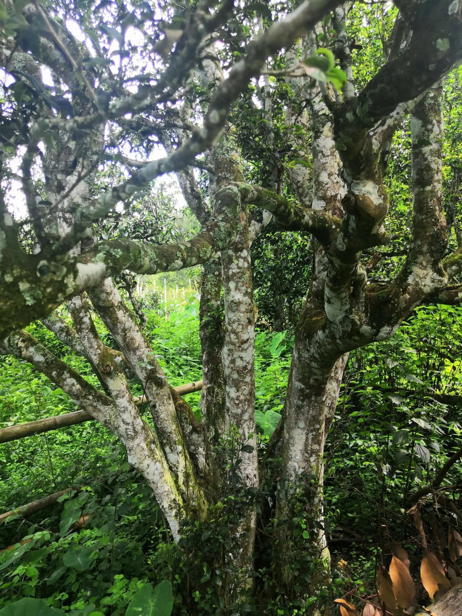 2023年困鹿山古樹春茶價格是多少？