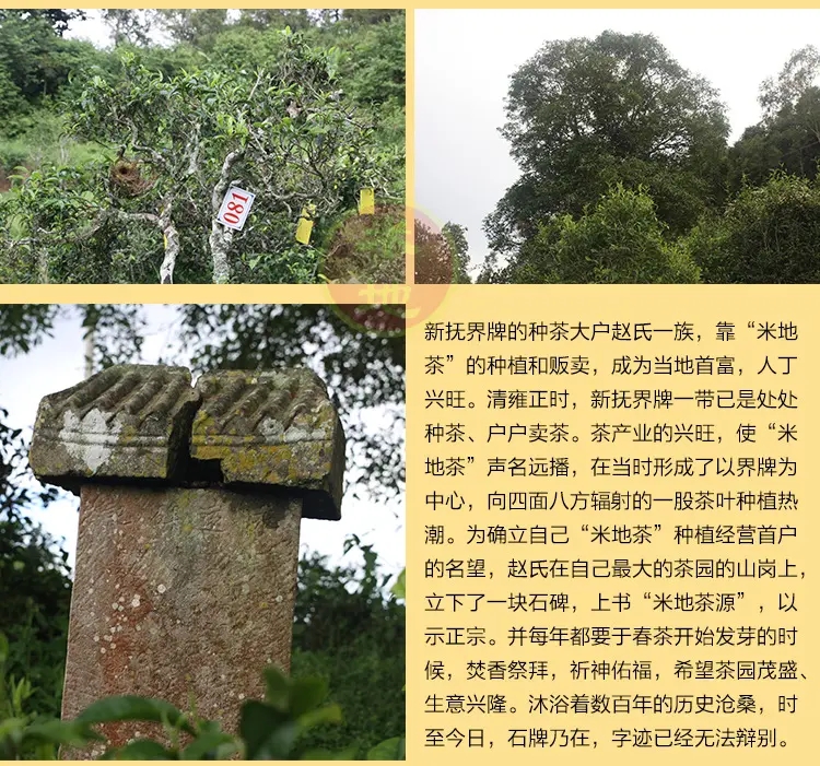 2023迷帝古樹春茶品質(zhì)如何？