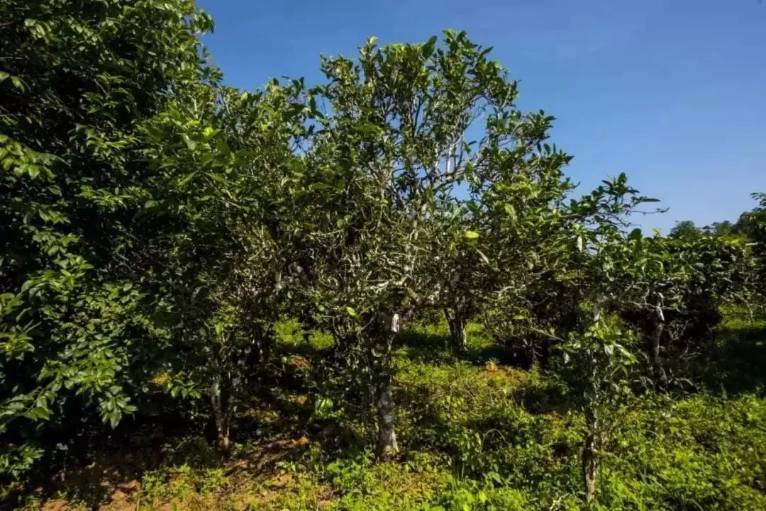 2023年迷帝古樹春茶口感怎么樣？