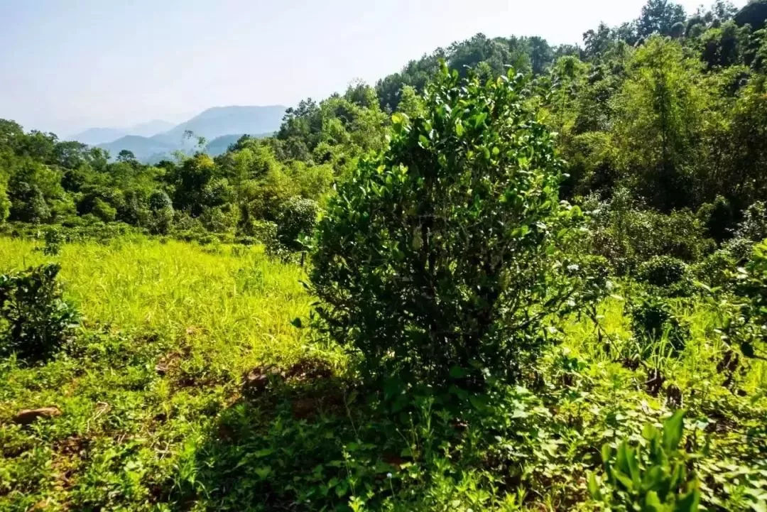 2023年迷帝古樹春茶特點是什么？