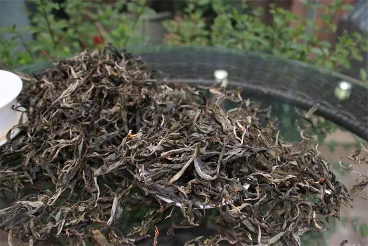 2023冰島古樹春茶品質(zhì)如何？