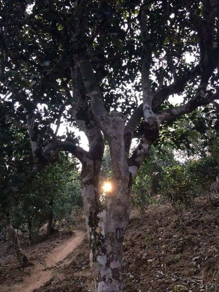 2023小戶賽古樹春茶口感是什么？