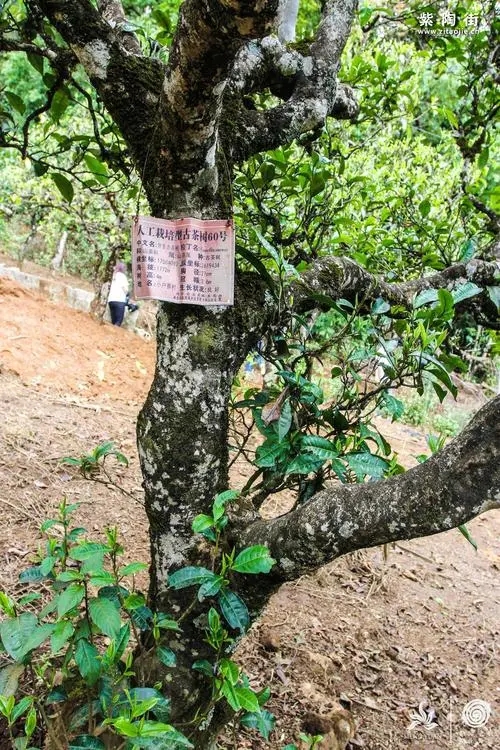 2023年小戶賽古樹春茶特點是什么？