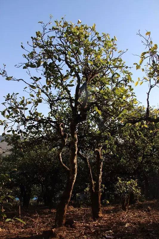 2023年小戶賽古樹(shù)春茶多少錢一公斤？