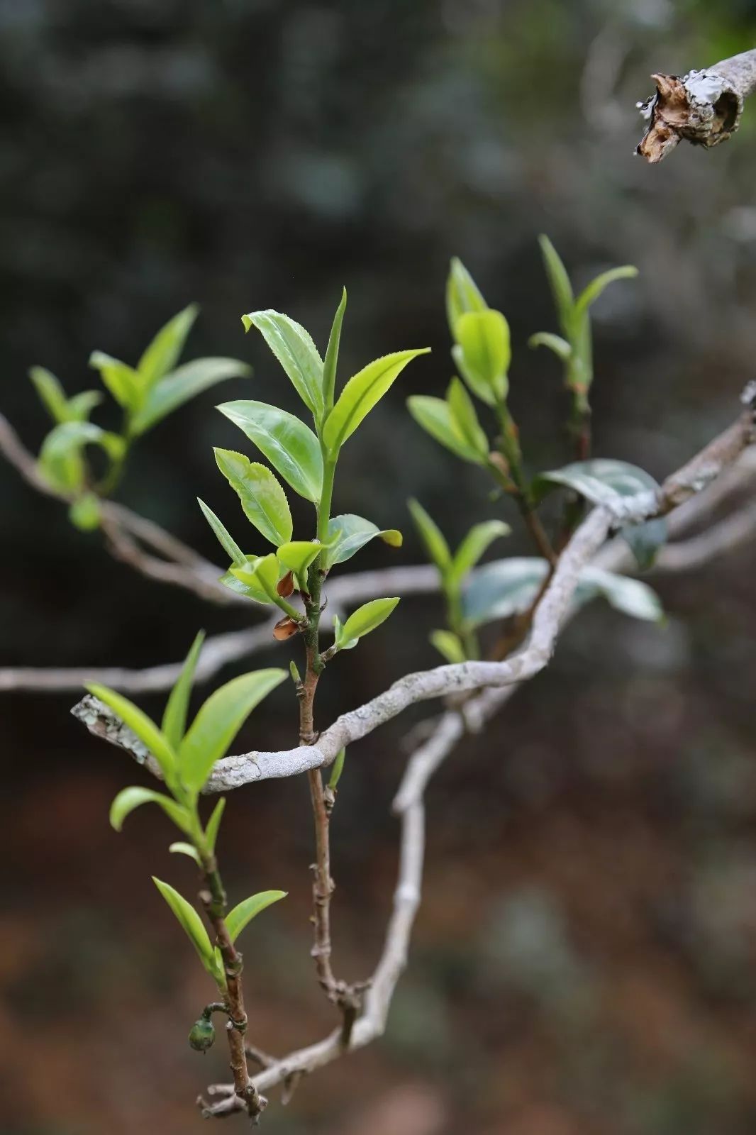 2023年昔歸古樹春茶特點(diǎn)是什么？