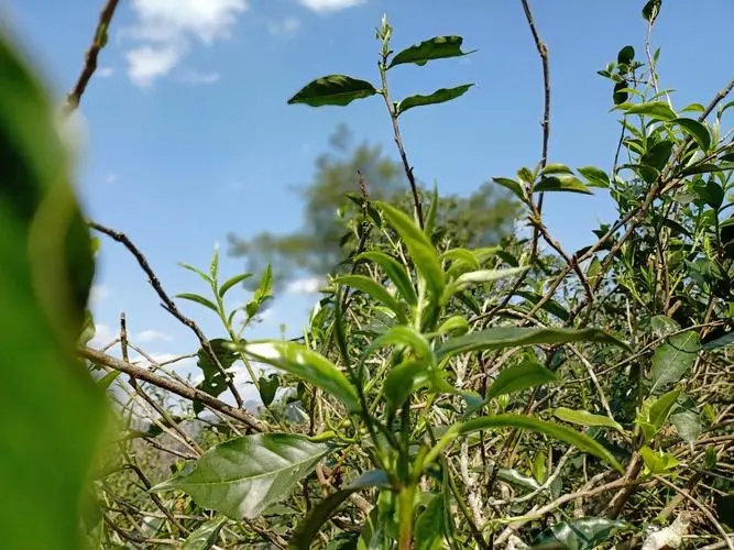 2023年昔歸古樹(shù)春茶價(jià)格是多少？