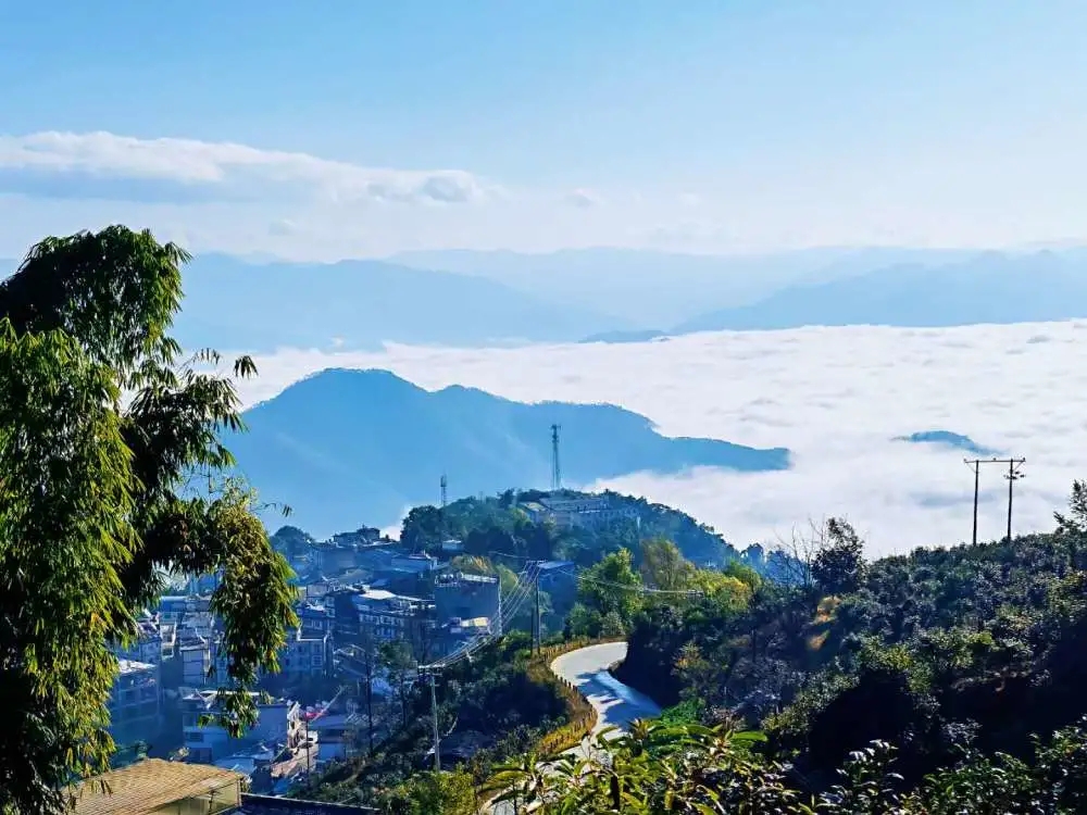 2023年邦東古樹春茶品質(zhì)如何？