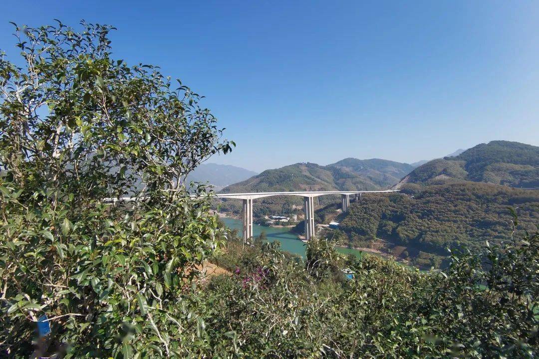 2023年邦東古樹(shù)春茶口感怎么樣？