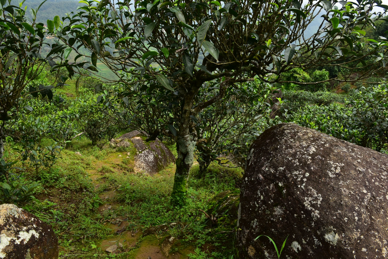 2023年邦東古樹春茶特點是什么？