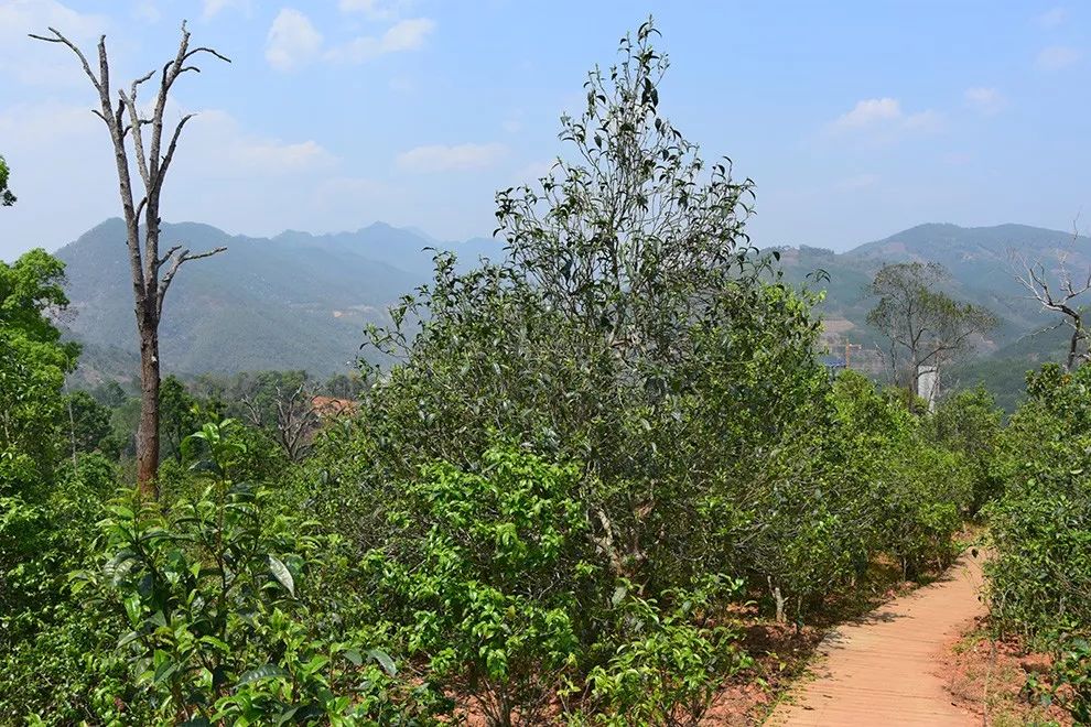 2023年邦東古樹春茶價格是多少？