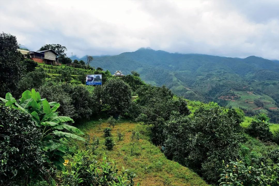 2023年邦東古樹春茶多少一公斤？