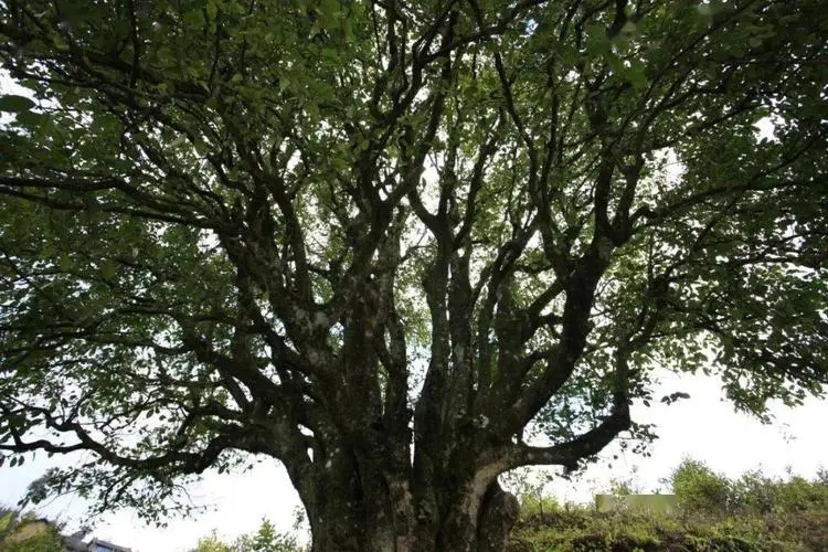 2023年香竹箐古樹(shù)春茶品質(zhì)怎么樣？