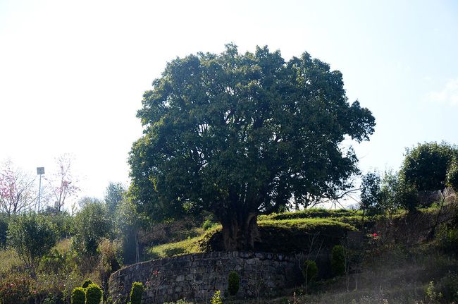 2023年香竹箐古樹春茶特點(diǎn)是什么？