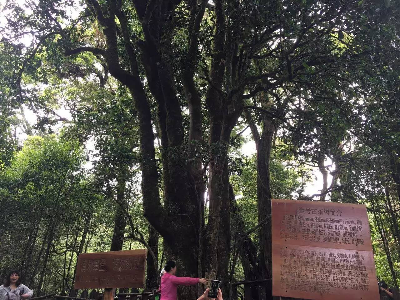 2023年大雪山古樹(shù)春茶品質(zhì)怎么樣？