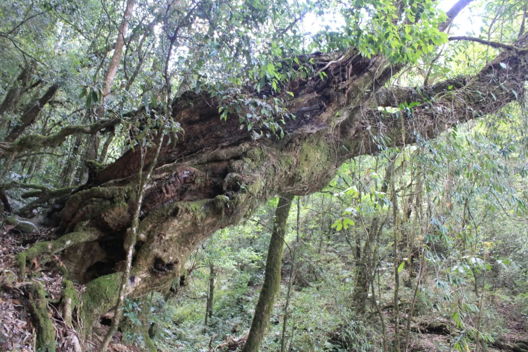 2023年大雪山古樹(shù)春茶口感怎么樣？