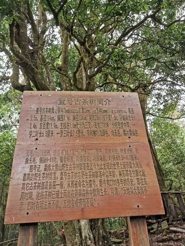 2023年大雪山古樹春茶特點是什么？