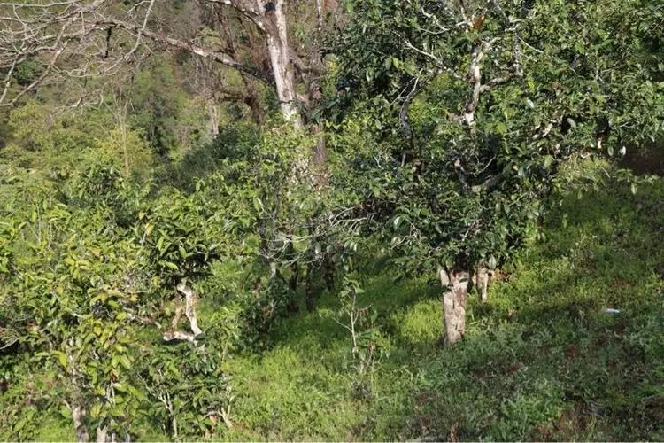 2023年大雪山古樹(shù)春茶價(jià)格是多少？