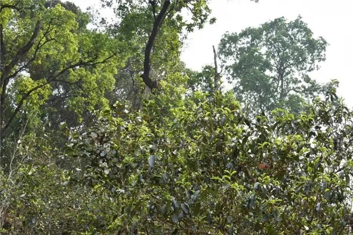 2023年大雪山古樹(shù)春茶多少錢(qián)一公斤？