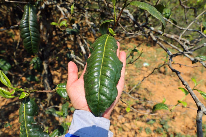 2023年忙肺古樹春茶品質(zhì)怎么樣？