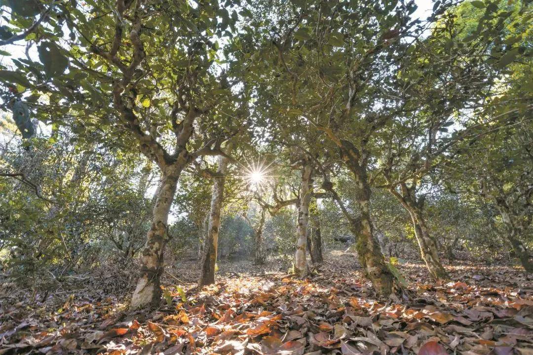 2023年忙肺古樹(shù)春茶特點(diǎn)是什么？