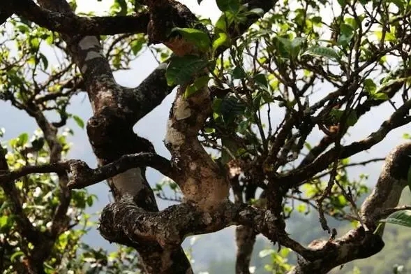 2023年忙肺古樹春茶價格是多少？