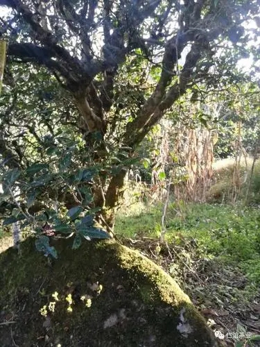 2023年那罕古樹春茶口感怎么樣？