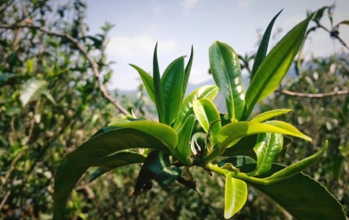 2023年小戶賽古樹春茶品質(zhì)怎么樣？