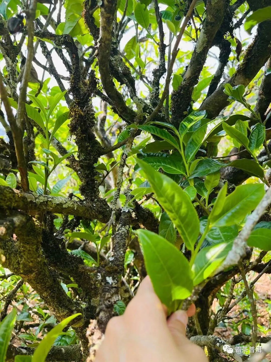 2023年正氣塘古樹春茶品質(zhì)如何？