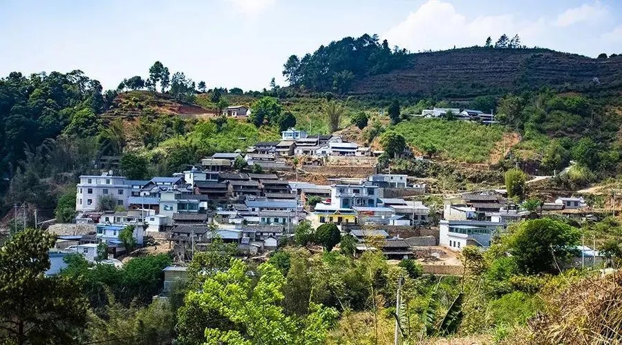 2023年正氣塘古樹春茶口感如何？