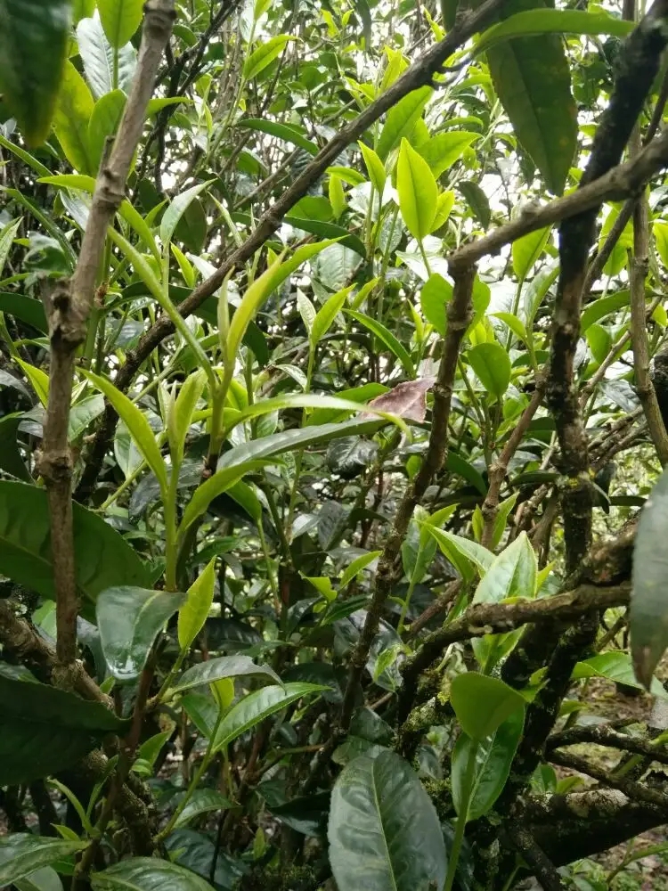 2023年壩糯古樹春茶口感怎么樣？