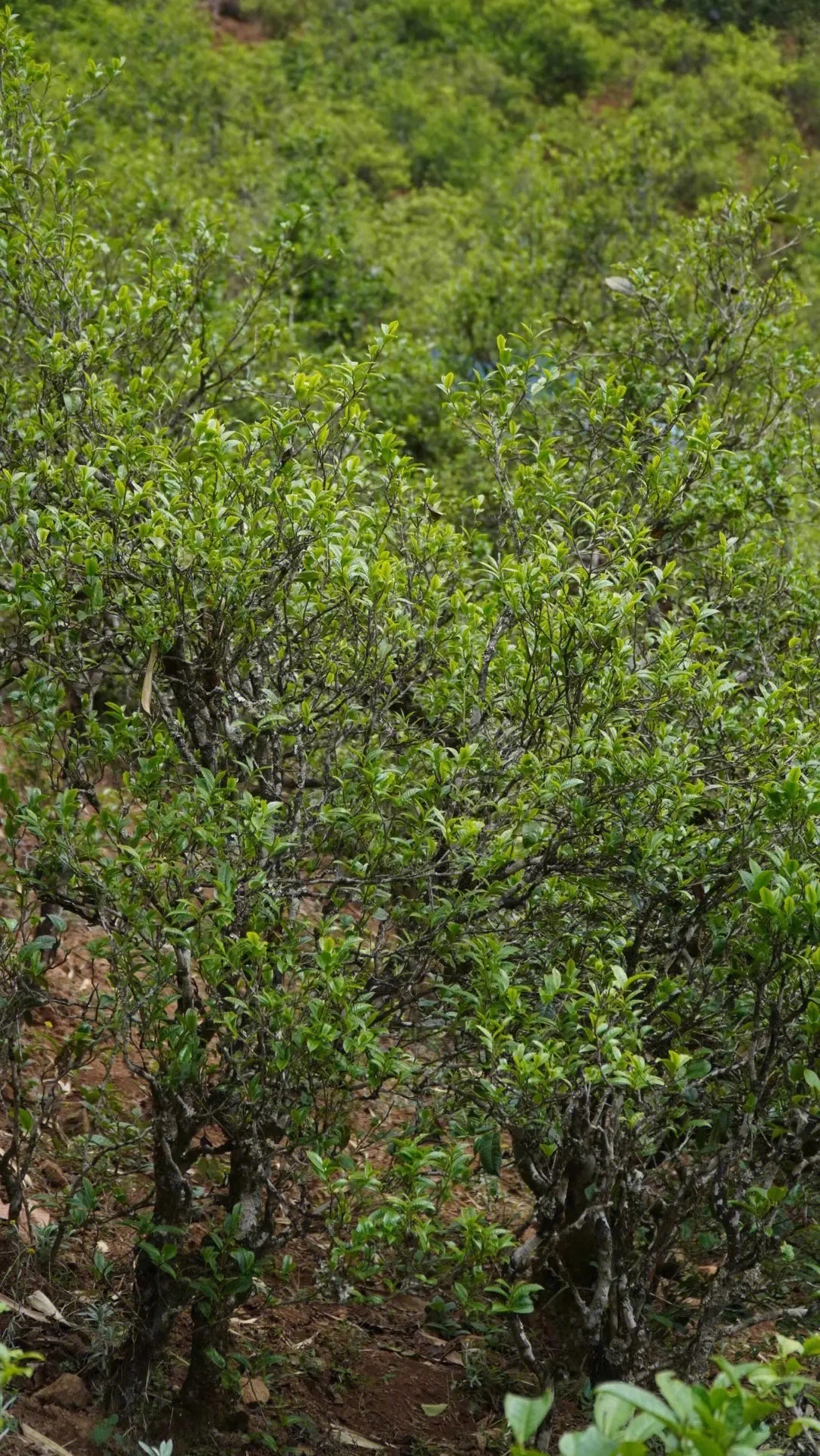 2023年壩糯古樹春茶特點是什么？