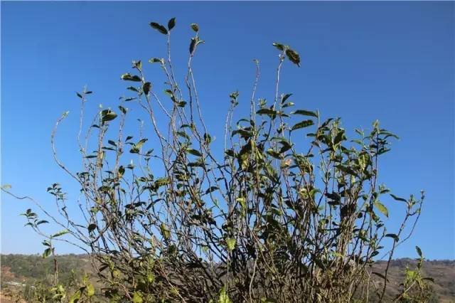 2023年那蕉古樹春茶品質(zhì)如何？