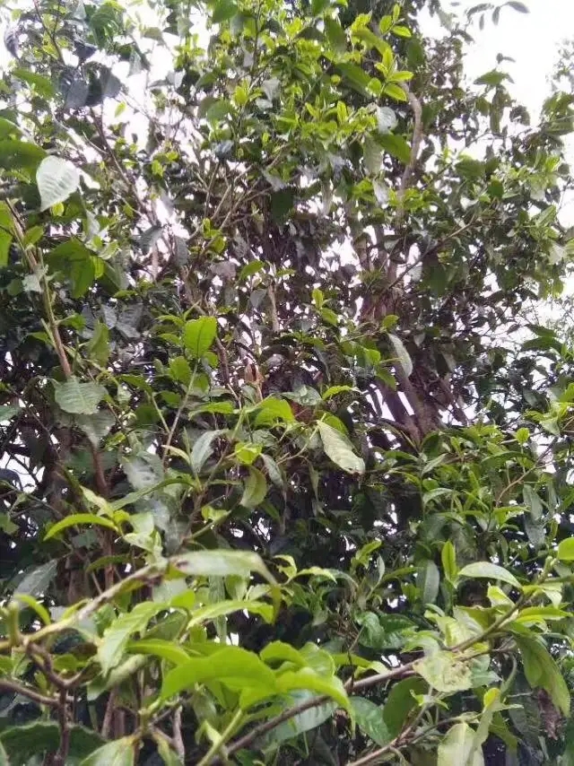 2023年那蕉古樹春茶口感怎么樣？