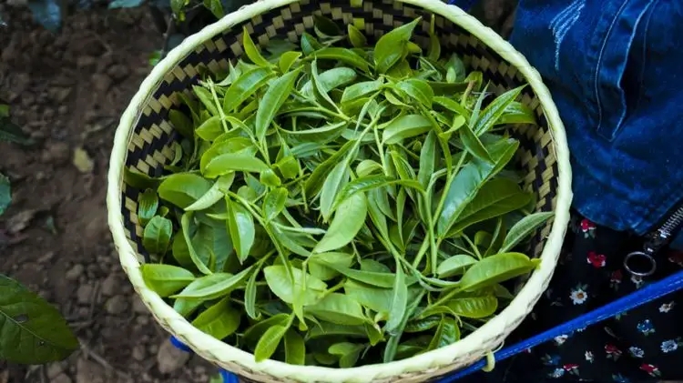 2023年那蕉古樹春茶特點是什么？