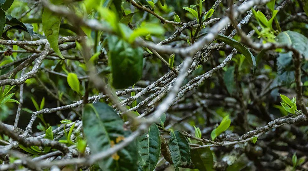 2023年那蕉古樹春茶多少一公斤？