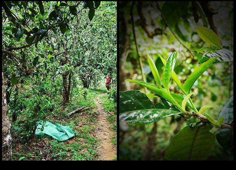 2023年南迫古樹春茶特點是什么？