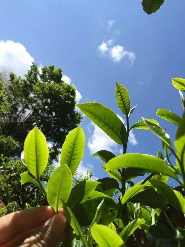 2023年南迫古樹春茶價格是多少？