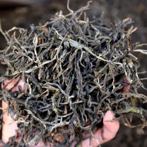 2023年地界古樹春茶品質(zhì)如何？