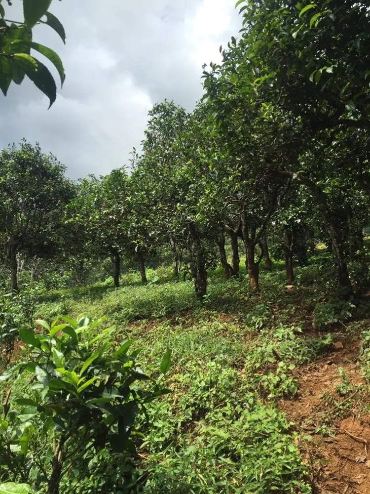 2023年地界古樹春茶特點是什么？